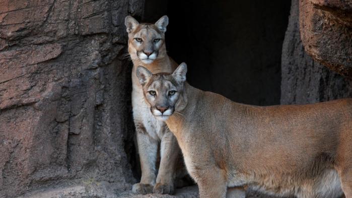 Photos: Animals at the Arizona Sonora Desert Museum